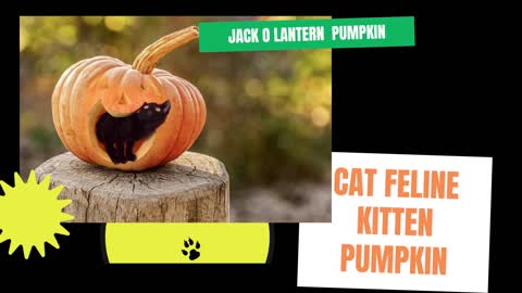 Jack O Lantern 🙄 Cat Feline Kitten Pumpkin