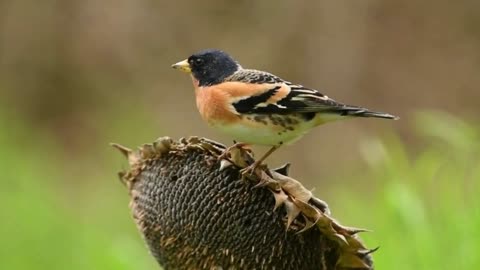 The Brambling: Close Up HD Footage (Fringilla montifringilla)