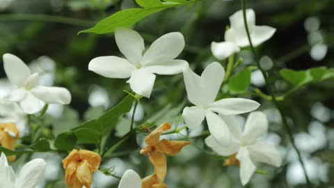 Jasmim ( Jasminum officinale ) serve para dor de cabeça e depressão