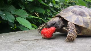 Tortoise happily snacks on fresh strawberry