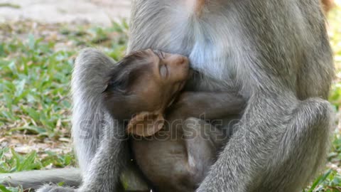 A female baboon breastfeeds her baby