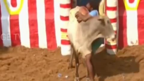 indian best bull jallikattu