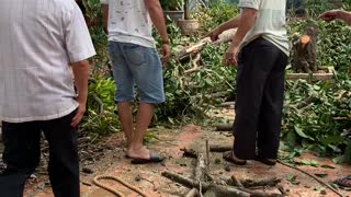 Amateur Tree Lopper Takes Out Roof