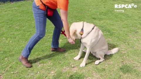 Do you wanna know how teach your dog to sit and drop?