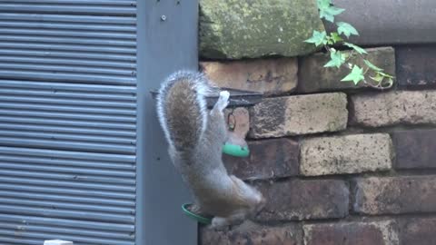 Cute Squirrel Masters The Art of Getting Seeds From a Bird Feeder.