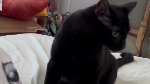 The Precious Expressions of Piper the Cat [A Compilation #shorts