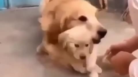 Dog's love for its little puppy
