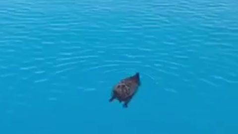 Swimming porcupine
