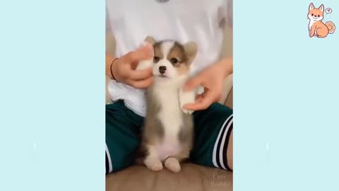 CUTE PUPPIES FUNNY MOMENTS