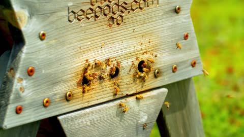 Closeup of Bees in a Beekeeping Pod