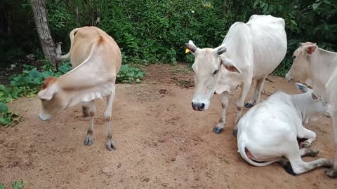 Pet Cow in the house shed