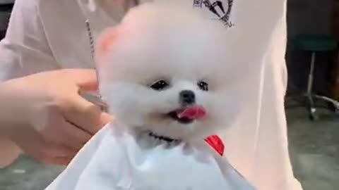 white feathered dog hair cut cute expression