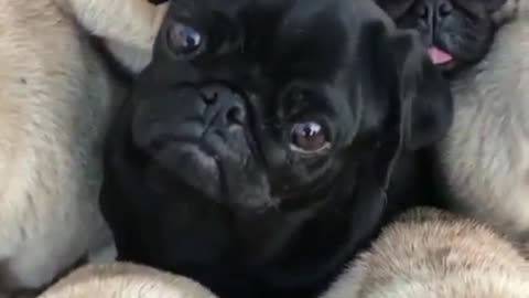 A family meeting with a large group of dogs