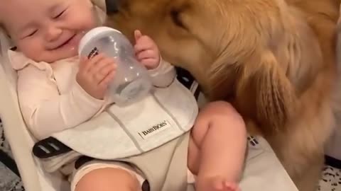 Golden Retriever Meets his Baby Brother