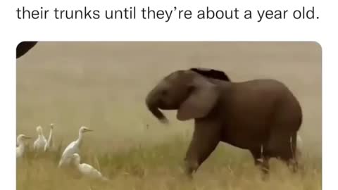 Cute Baby Elephant video