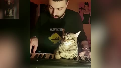 Cultivating the music cells of cats