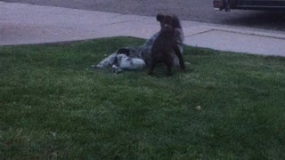 Puppy playing attack.