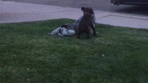 Puppy playing attack.