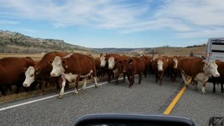 Cowboys driving cattle in Montana