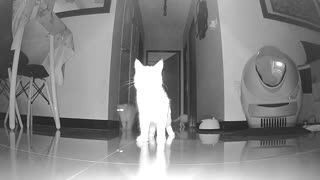 Pawranormal Activity (cats fights with ghost)