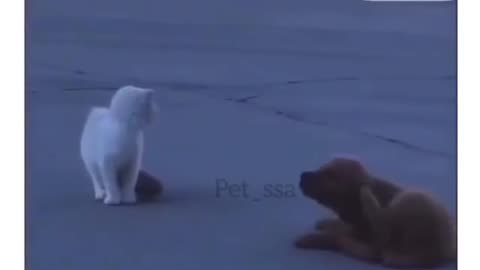 puppy artist chases the kitten