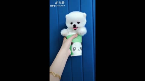 Tiktok puppies 🐶 Cute and funny Dog Videos Compilation 2018