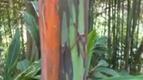 Rainbow Eucalyptus tree . Very Strange Tree
