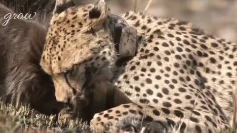 Cheetah struggle