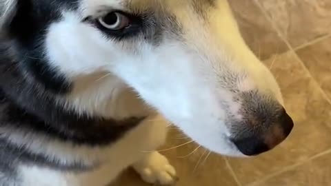 Guilty Husky Tries To Blame Other Dog
