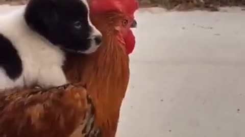 rooster carrying a small dog