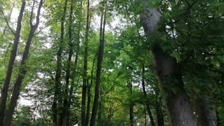 Relaxing Nature Sounds - Birds - Green Woods - Norderstedt, Germany. Enjoy ☺