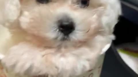 puppy in a cup