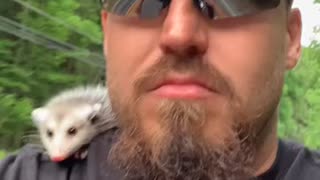 Opossum Rides Motorcycle