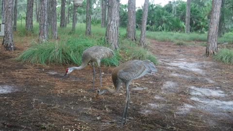 Saturday Sandhill Crane Visit 3