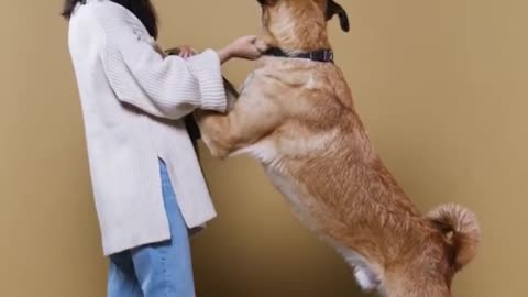Dog Training : Smart Dog Training video