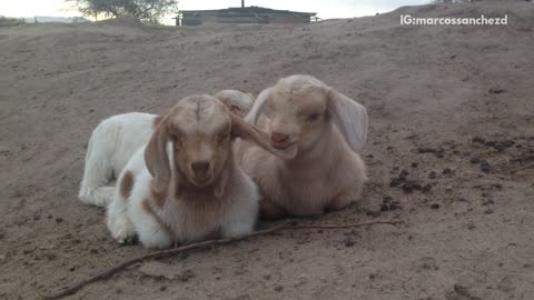 Brown goat chews on other brown goat's ear in sand