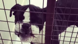 Guilty puppy destroys her bed, doesn't care at all