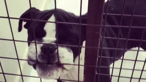 Guilty puppy destroys her bed, doesn't care at all