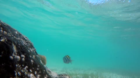 Underwater Shot Of Beautiful Tropical Fish Swimming Near Dying Reef