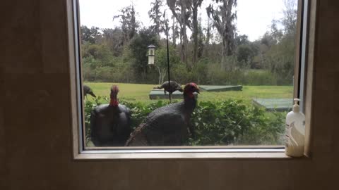 Desprevenidos pavos son sorprendidos por Gran Danés