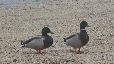 A happy couple of ducks