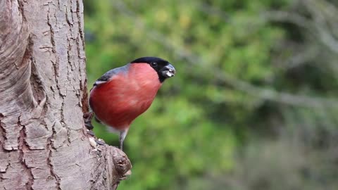 bird eating seeds