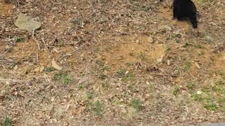 Mama Bear and Three Cubs at Shenandoah National Park