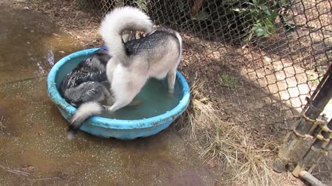 Husky Puppy Won't Leave The Pool