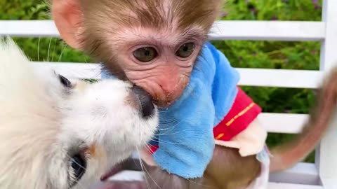 Monkey Baby Bon Bon drives a car and plays with puppy and duckling by the track