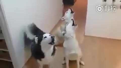 husky dogs sing together so good..🤣
