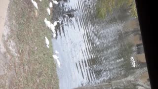 Birds eating,ducks swimming