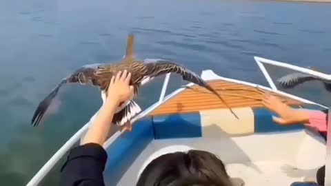 Birds vs speed boat races