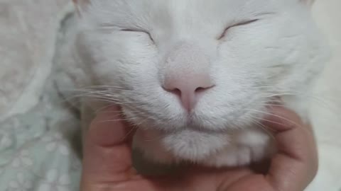 Cat receiving facial massage II