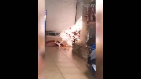 The cat wants to live in the christmas tree